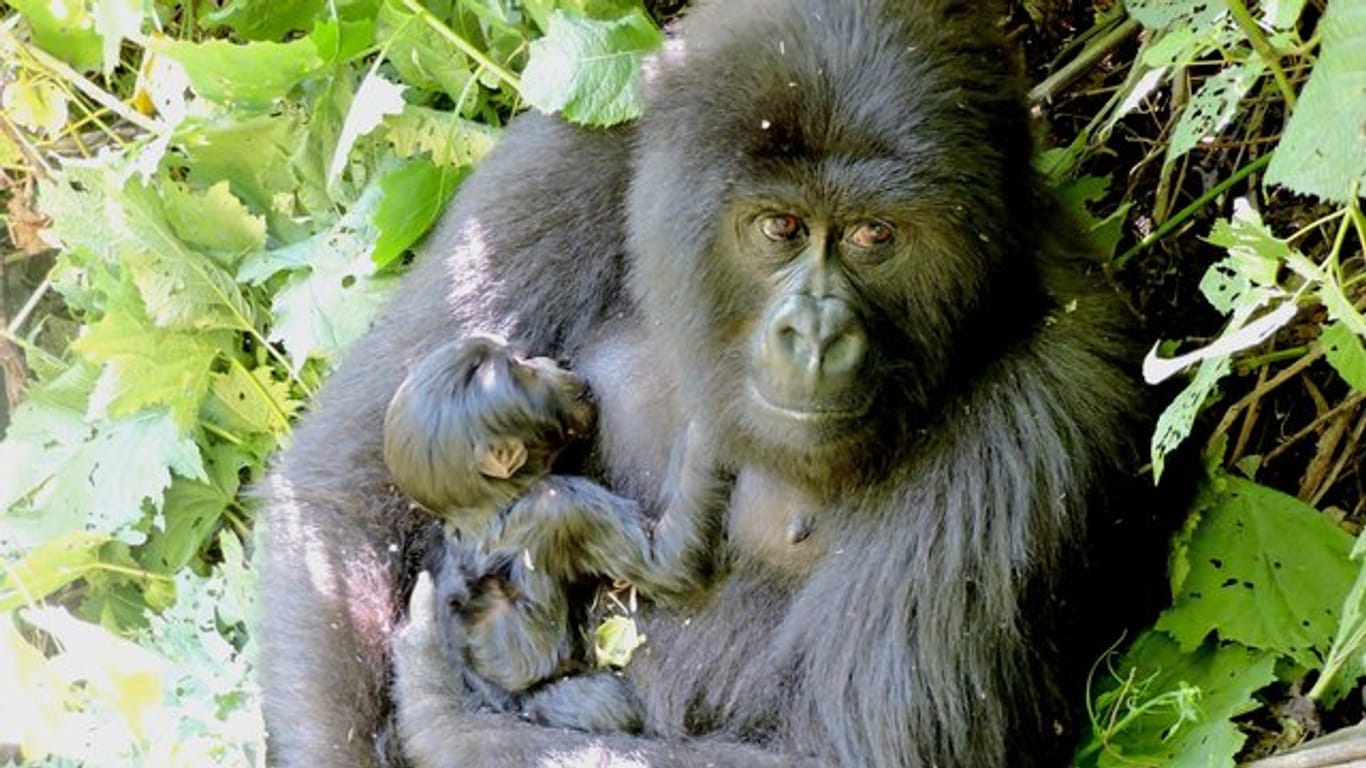 Das Berggorilla-Weibchen Anangana hält im Virunga Nationalpark im Ost-Kongo ihre neugeborene Tochter im Arm.