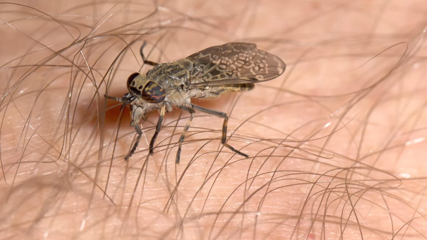 Horsefly on the skin: The sting of a horsefly causes severe pain.