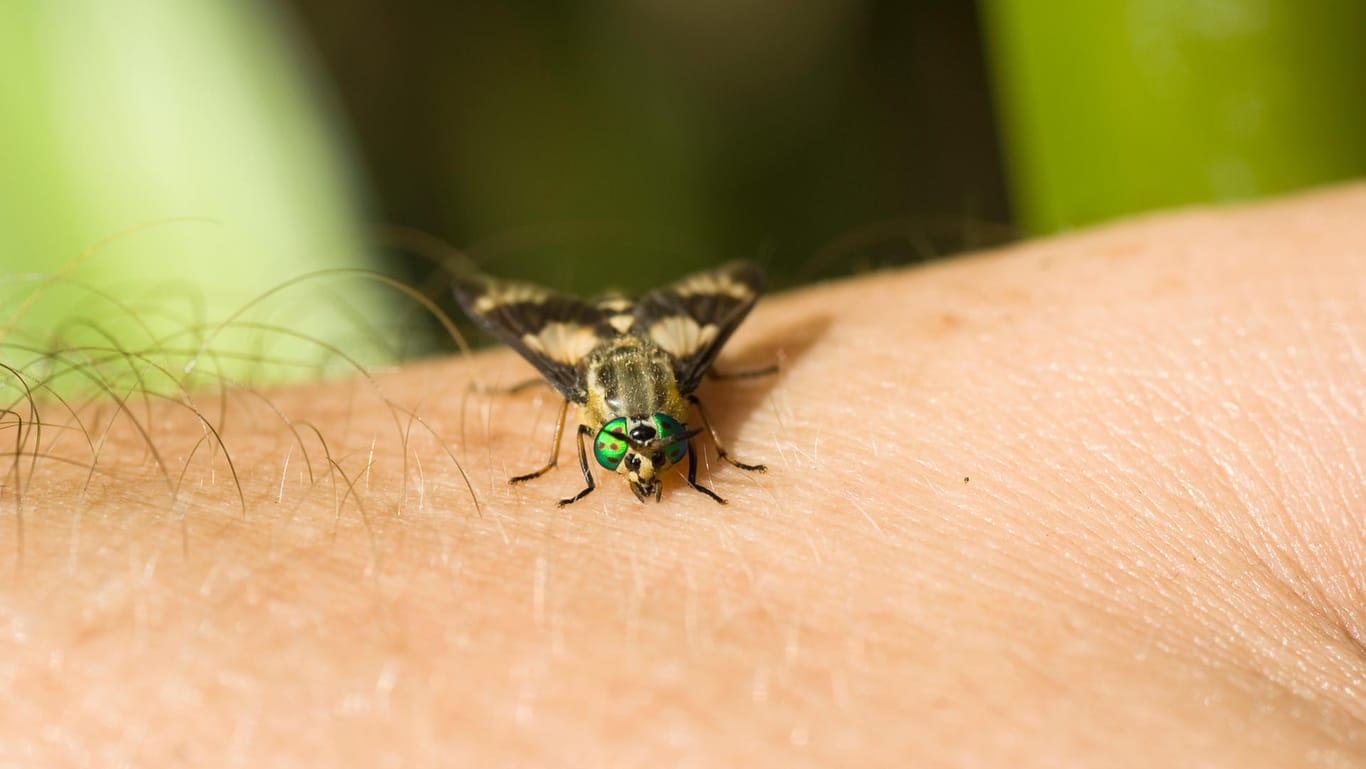 A horsefly starts to bite: Horseflies are also called blind flies, although some species have brightly colored eyes and can even see very well.  Because they are so difficult to drive away, it was apparently previously thought that they must be blind.