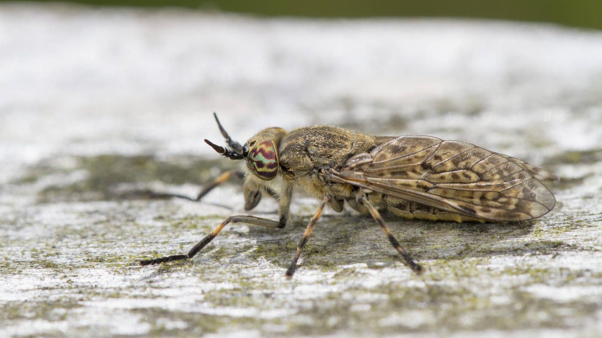 Blutsauger in freier Natur: Die Regenbremse ist die häufigste Bremse in Deutschland und ist von Mai bis September aktiv.