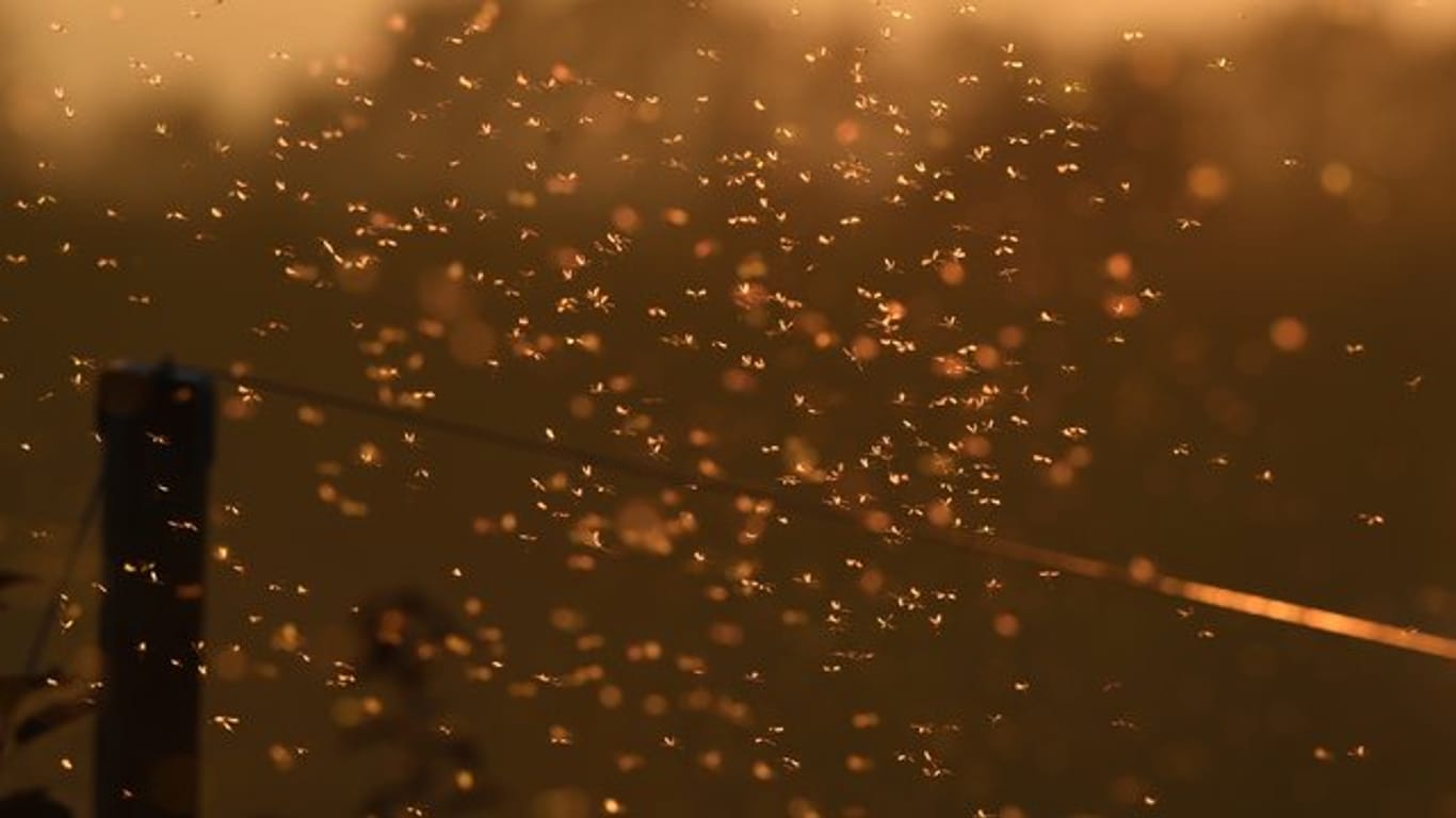 Hunderte Mücken fliegen kurz nach Sonnenuntergang an einem Zaun.