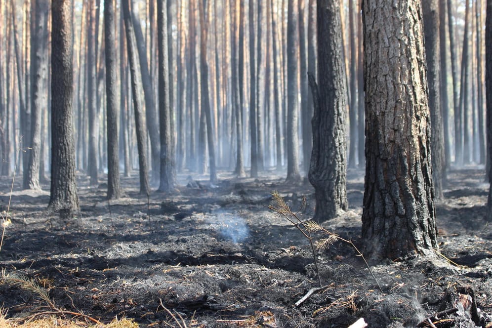 Ein vom Feuer zerstörtes Waldgebiet nahe Potsdam: Wegen eines Gaslecks müssen erneut zwei Autobahnen gesperrt und Häuser evakuiert werden.