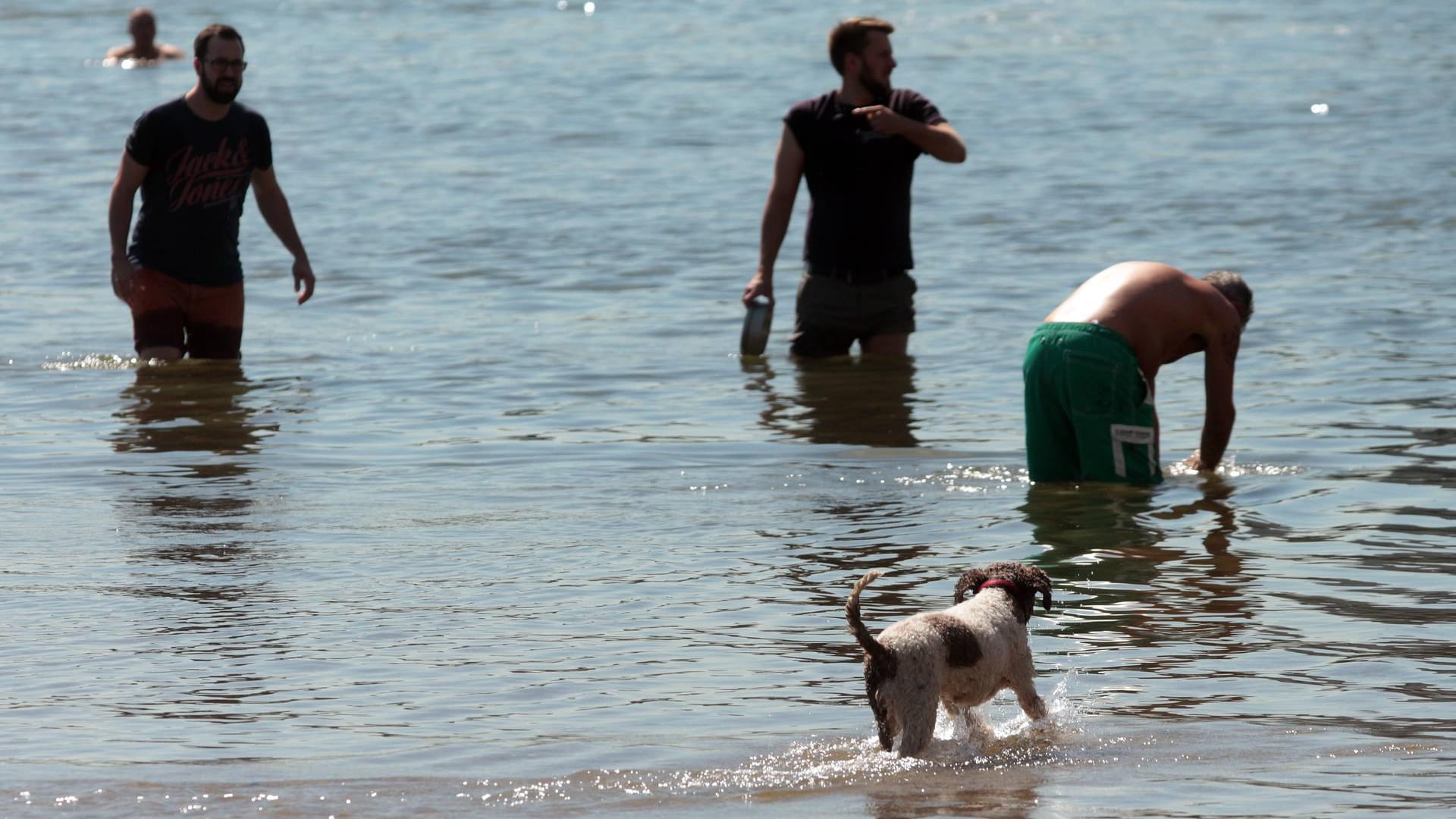 Sommerhitze am Rhein: Bei einem gefährlichen Bademanöver ist ein Schweizer ums Leben gekommen. Sommerhitze am Rhein: Bei einem gefährlichen Bademanöver ist ein Schweizer ums Leben gekommen.