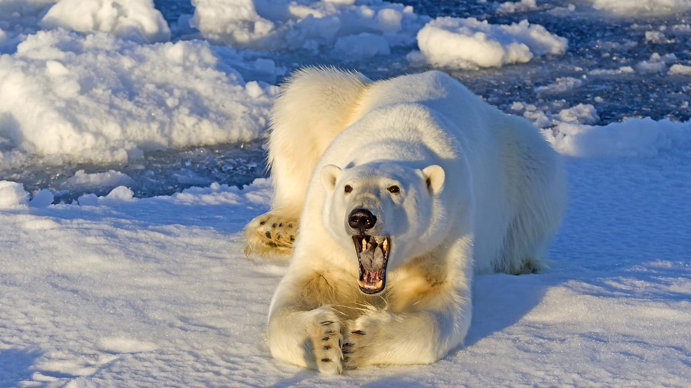 Ein Eisbär im norwegischen Spitzbergen: Bei einem Landgang einer Kreuzfahrt ist es zu einem schweren Unfall gekommen.