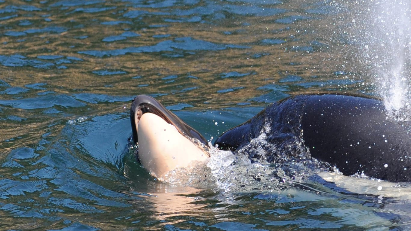 Der Orca-Wal und sein totes Baby: Dass Schwertwale oder Delfine ein totes Jungtier über mehrere Tage mit sich tragen, sei laut Experten nichts Ungewöhnliches.
