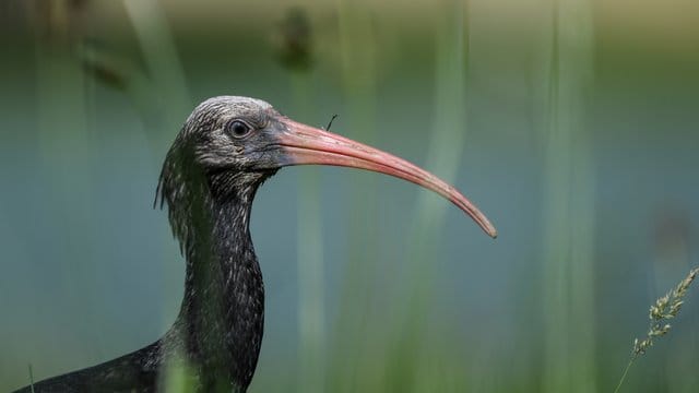 Ein junger Waldrapp sitzt während einer Trainingspause auf einer Wiese. Ein junger Waldrapp sitzt während einer Trainingspause auf einer Wiese.