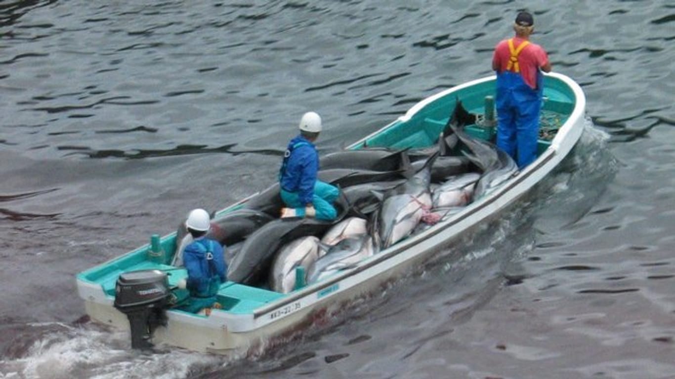 Japanische Fischer transportieren tote Delfine in einem Boot.
