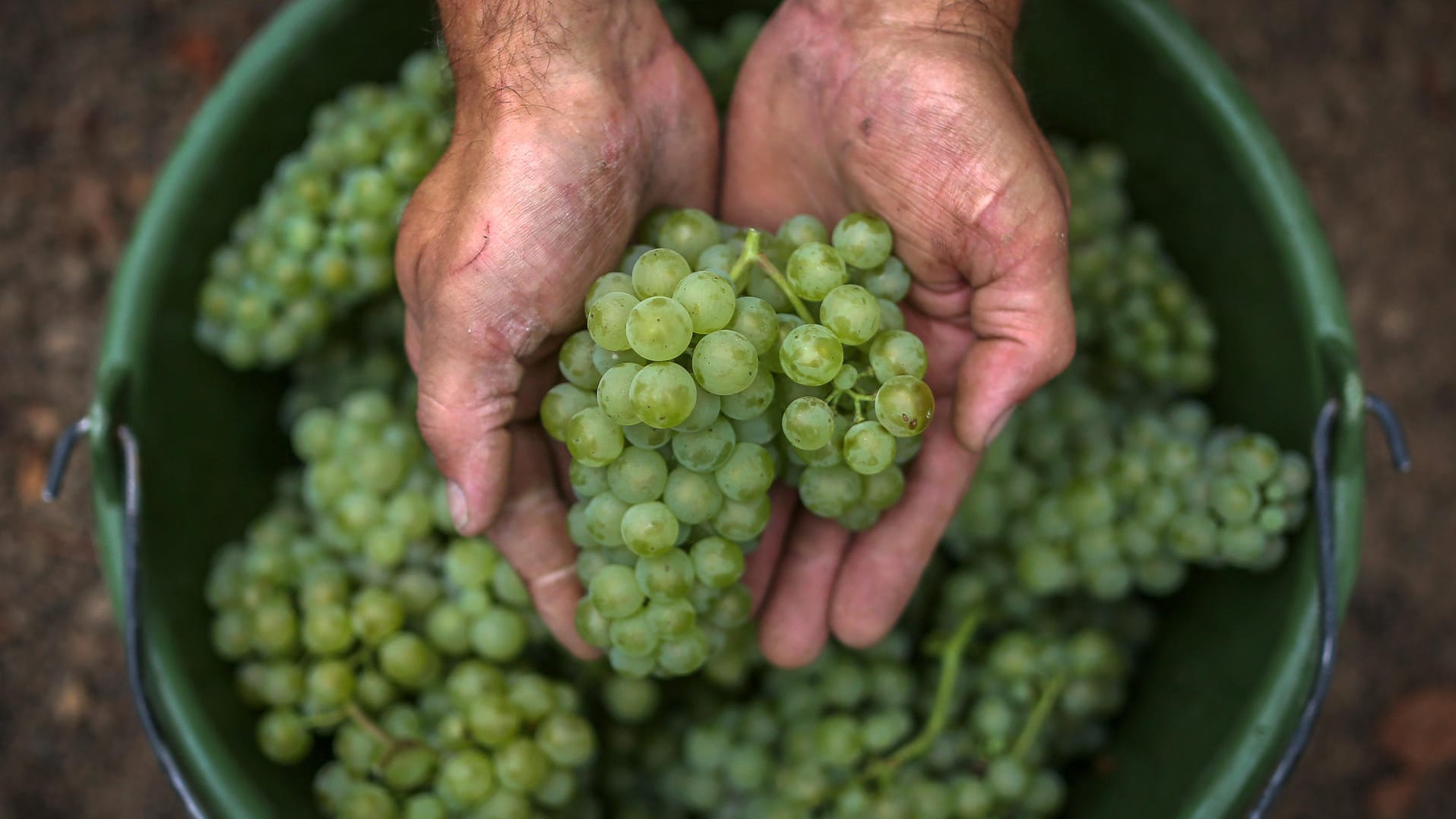 Weinlese: Trauben der Sorte Bacchus werden für die Herstellung von Federweißer verwendet.