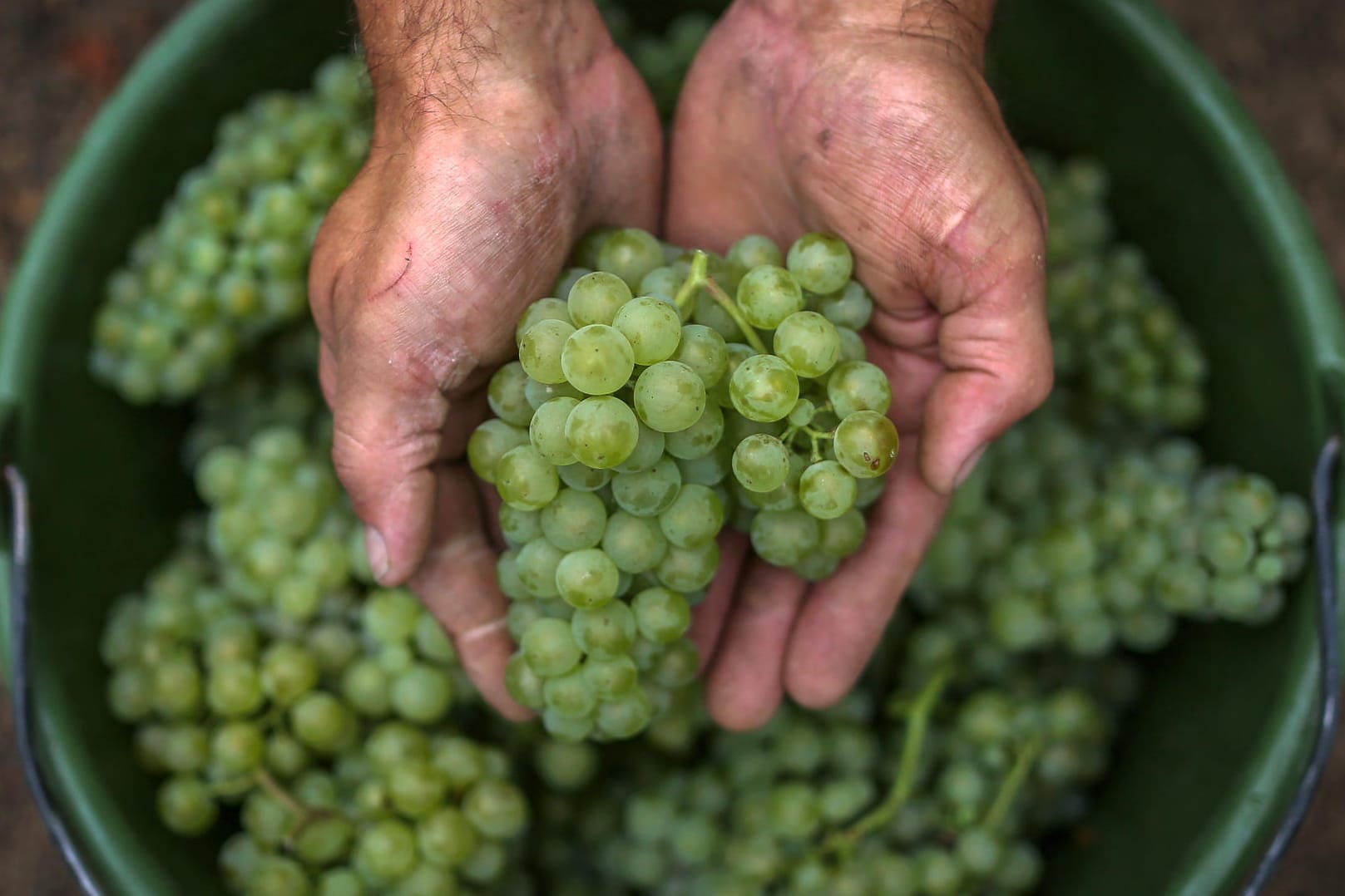 Weinlese: Trauben der Sorte Bacchus werden für die Herstellung von Federweißer verwendet.