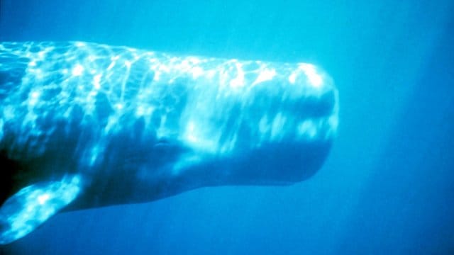 Oft locken die typischen Geräusche der Kutter beim Einholen der Leinen sogar ganze Gruppen von Pottwalen an. Oft locken die typischen Geräusche der Kutter beim Einholen der Leinen sogar ganze Gruppen von Pottwalen an.