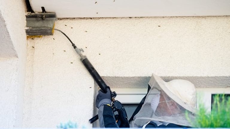 Wespennest entfernen: Wer einen Notdienst mit der Wespenbekämpfung beauftragen möchte, sollte sich in der eigenen Region umschauen.
