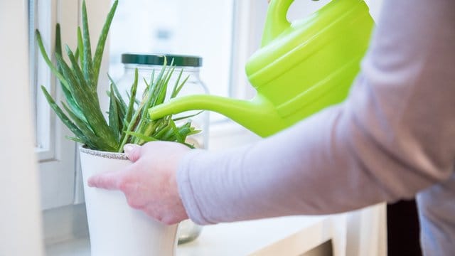 Ein Fensterplatz bekommt nicht jeder Pflanze - die Bajonettpflanze kann aber gut Wasser speichern und verträgt daher viel Sonne.