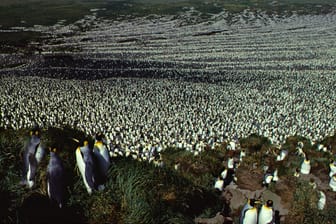 Zahlreiche Pinguine bevölkern die Ile aux Cochons: Einst haben zwei Millionen Königspinguine die Insel bewohnt. Neue Satellitenbilder zeigen nur noch 220.000 Tiere.