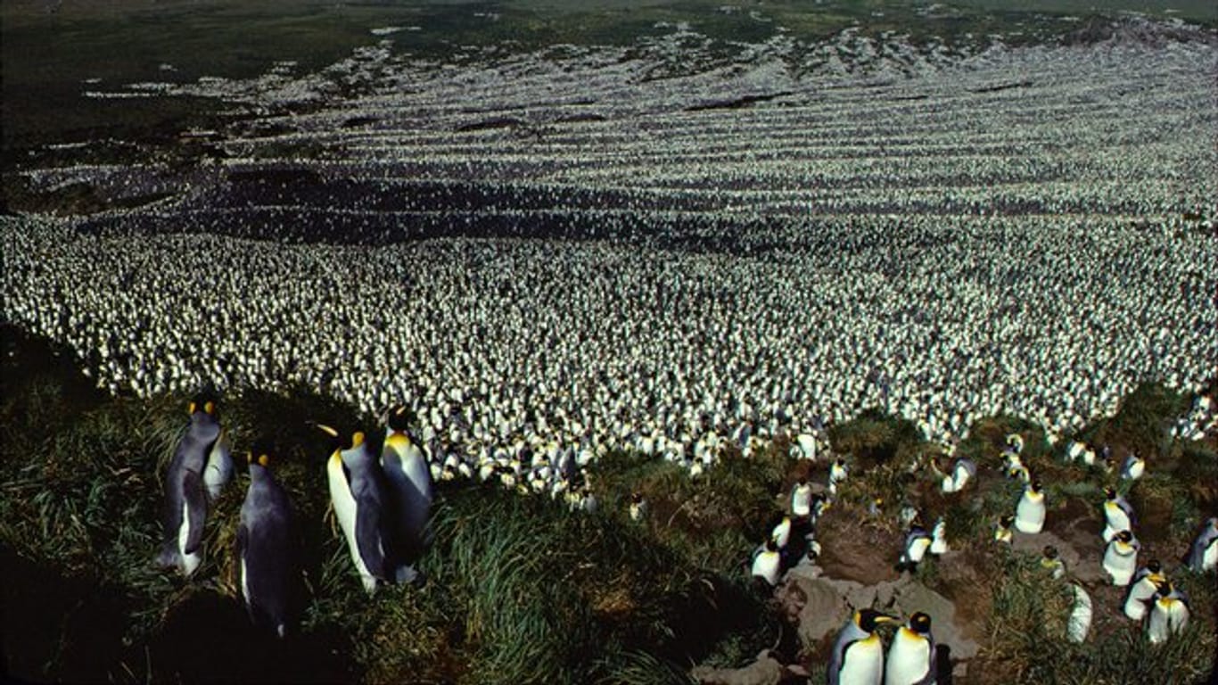 Pinguine, so weit das Auge reicht: Die Aufnahme von 1982 zeigt die einst größte Kolonie von Königspinguinen, die inzwischen dramatisch geschrumpft ist.