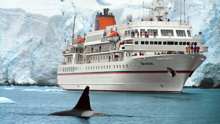 Die Aufnahme aus dem Jahr 2008 zeigt einen Orca der vor der "MS Bremen" entlang schwimmt: Das Expeditionsschiff unternimmt Reisen zum Süd- und Nordpol.
