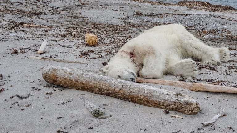 Der erschossene Eisbär auf Spitzbergen: Das Tier wurde von Crewmitgliedern eines deutschen Kreuzfahrtschiffs getötet.