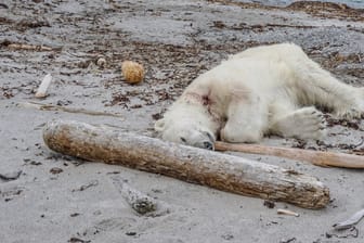 Der erschossene Eisbär auf Spitzbergen: Das Tier wurde von Crewmitgliedern eines deutschen Kreuzfahrtschiffs getötet.