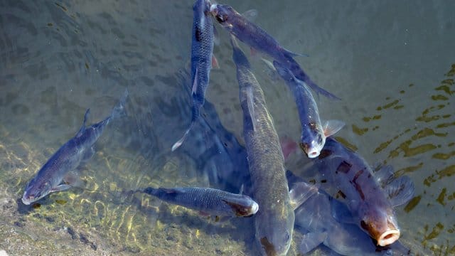 "Der Großteil der Fische ist an solche Temperaturen angepasst", sagt Christian Wolter, Fachmann für Biologie und Ökologie der Fische am Berliner Leibnitz-Institut für Gewässerökologie und Binnenfischerei.