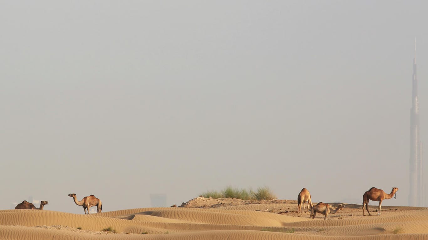 Kamele in der Wüste: Das Sprichwort "wie Sand am Meer" könnte bald veraltet sein.