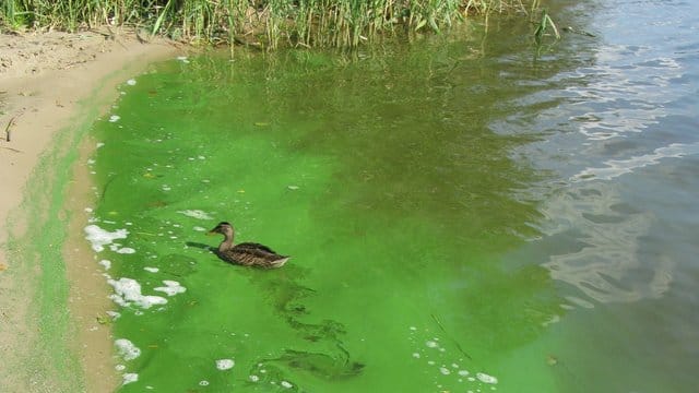 Blaualgen sind eher grün als blau. Blaualgen sind eher grün als blau.