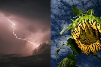 Die Bildkombo zeigt ein Gewitter und eine Sonnenblume, die unter der aktuellen Hitzewelle leidet: Auch die die nächsten Tage kann es trotz Unwetter wieder richtig heiß werden.