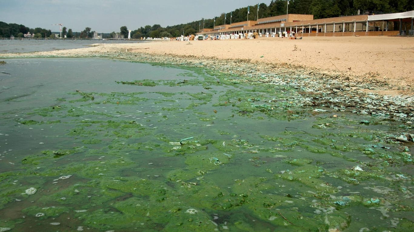 Cyanobakterien: Blaualgen verschmutzen das Wasser.