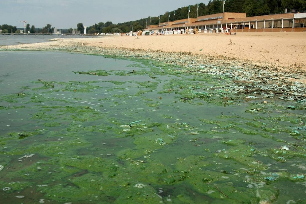 Cyanobakterien: Blaualgen verschmutzen das Wasser.