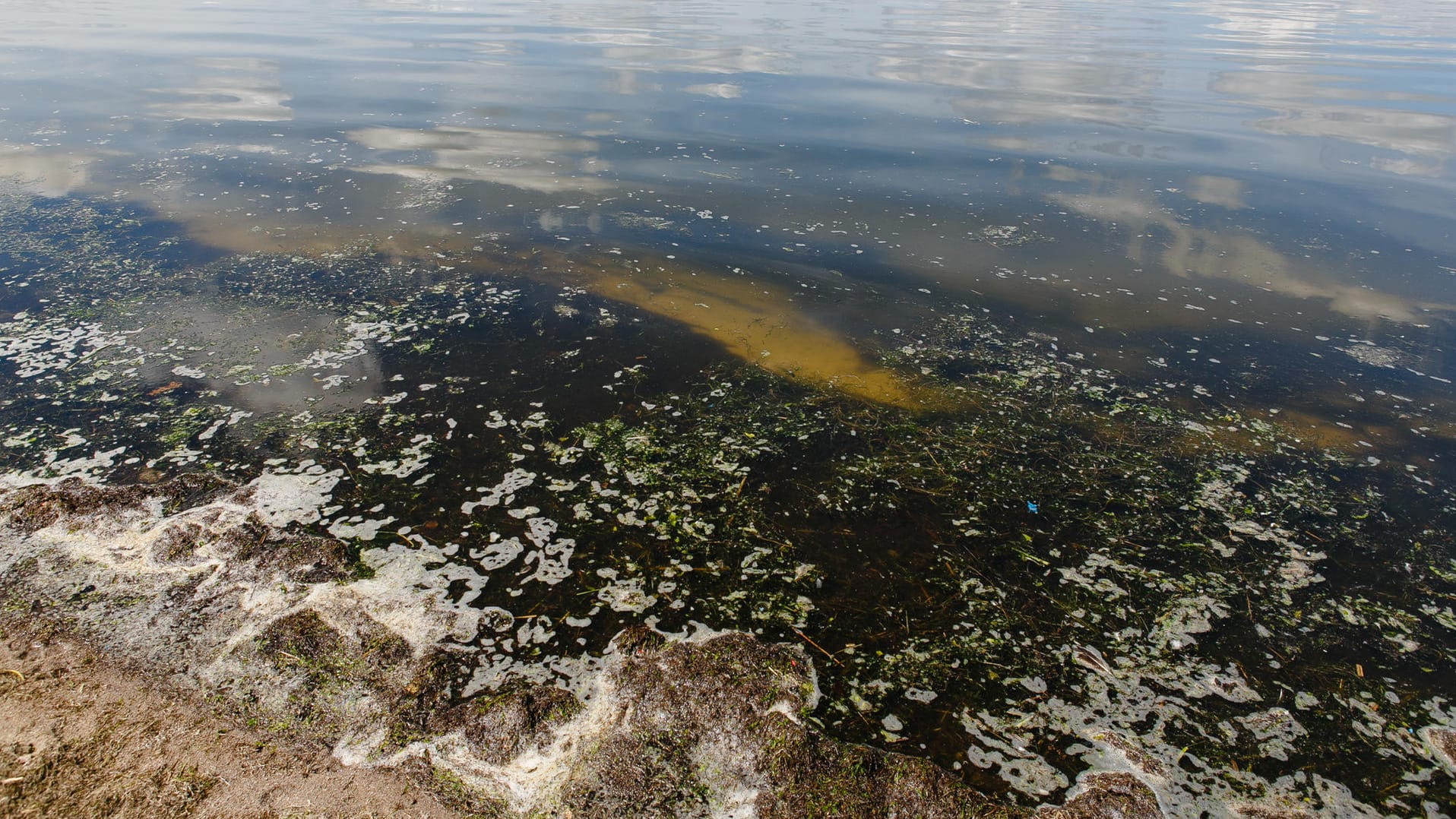 Blaualgen: Wegen Verunreinigung des Wassers durch Blaualgen ist das Schwimmen an verschiedenen Badeorten verboten.