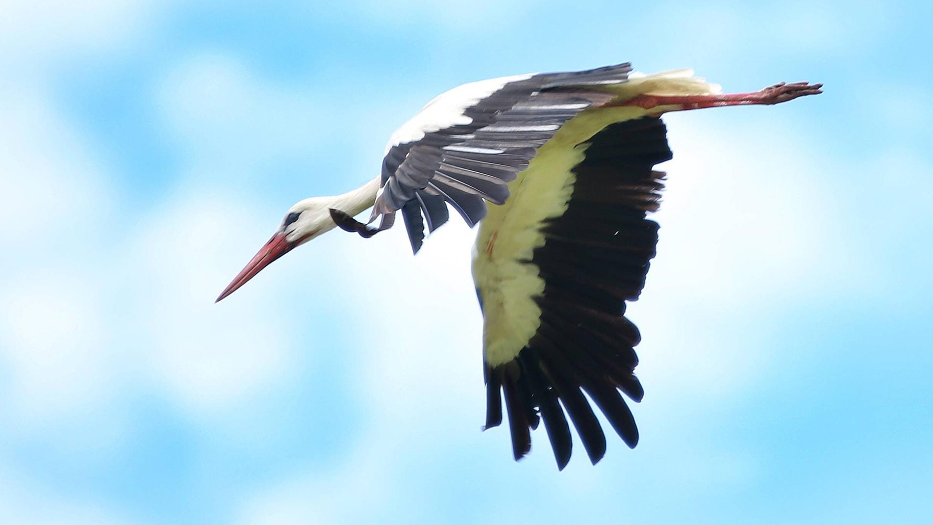 Ein Weißstorch: Die Tiere zählen zu den streng geschützten Arten. (Symbolbild)