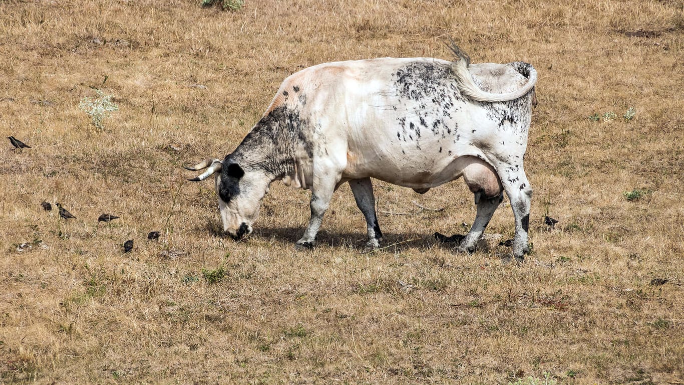 Eine Kuh steht auf einer Weide: Sollte sich der Bund an möglichen Dürre-Hilfen beteiligen?