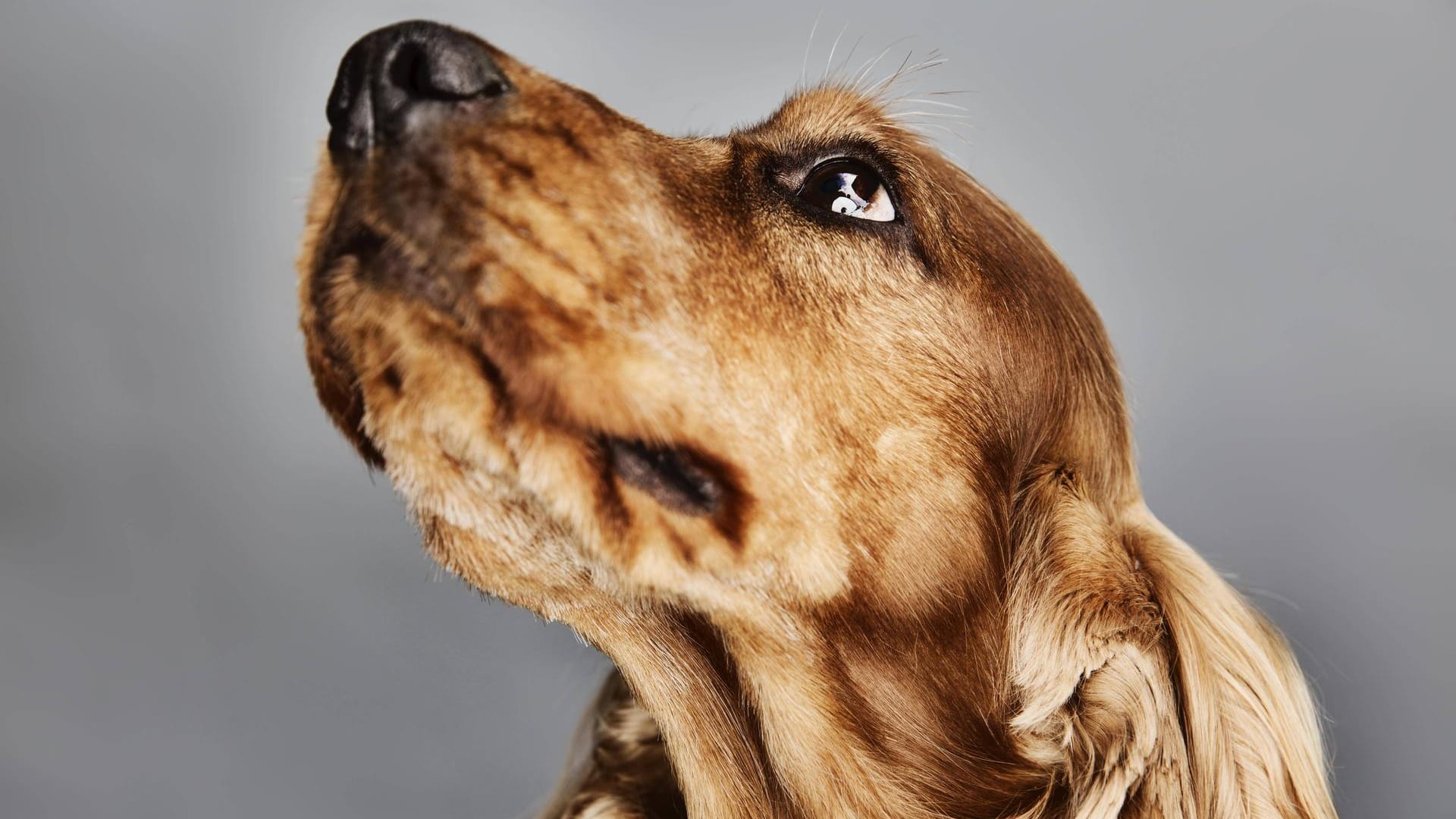 Portrait eines Cockerspaniel (Symbolbild): Am Niederrhein hat ein Mann mehrfach auf einen Hund dieser Rasse eingestochen. Nach eigener Aussage hat der Hund ihn in die Hand gebissen. Portrait eines Cockerspaniel (Symbolbild): Am Niederrhein hat ein Mann mehrfach auf einen Hund dieser Rasse eingestochen. Nach eigener Aussage hat der Hund ihn in die Hand gebissen.