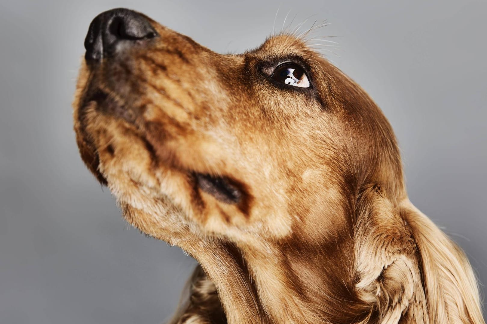 Portrait eines Cockerspaniel (Symbolbild): Am Niederrhein hat ein Mann mehrfach auf einen Hund dieser Rasse eingestochen. Nach eigener Aussage hat der Hund ihn in die Hand gebissen.