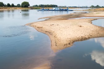 Immer weniger Wasser auf der Elbe: Anders als beim Hitze-Sommer 2006 wird in diesem Jahr die Fischwelt unter der Dürre leiden.