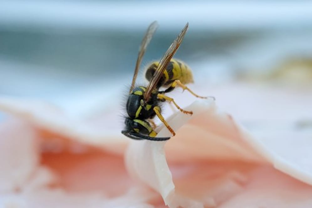 Wespen sind Nützlinge und Plagegeister in einem.