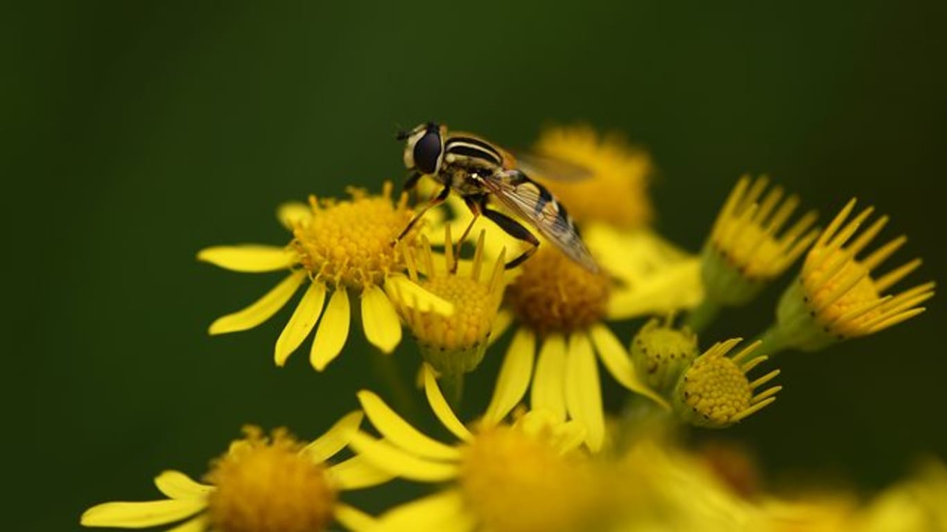 Ein Insekt sitzt auf einem blühenden Jakobskreuzkraut.