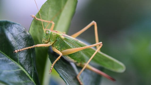 Ein grünes Heupferd (Tettigonia viridissima) sitzt auf einer Lorbeerkirsche-Hecke. Ein grünes Heupferd (Tettigonia viridissima) sitzt auf einer Lorbeerkirsche-Hecke.