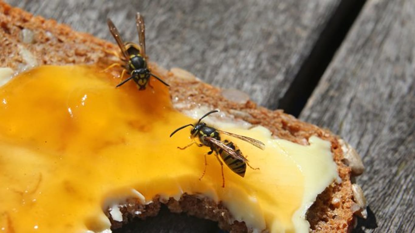 Ein Wespenstich kann für Allergiker lebensbedrohlich sein.