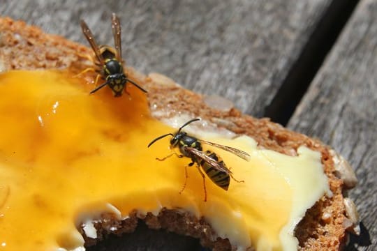 Ein Wespenstich kann für Allergiker lebensbedrohlich sein.