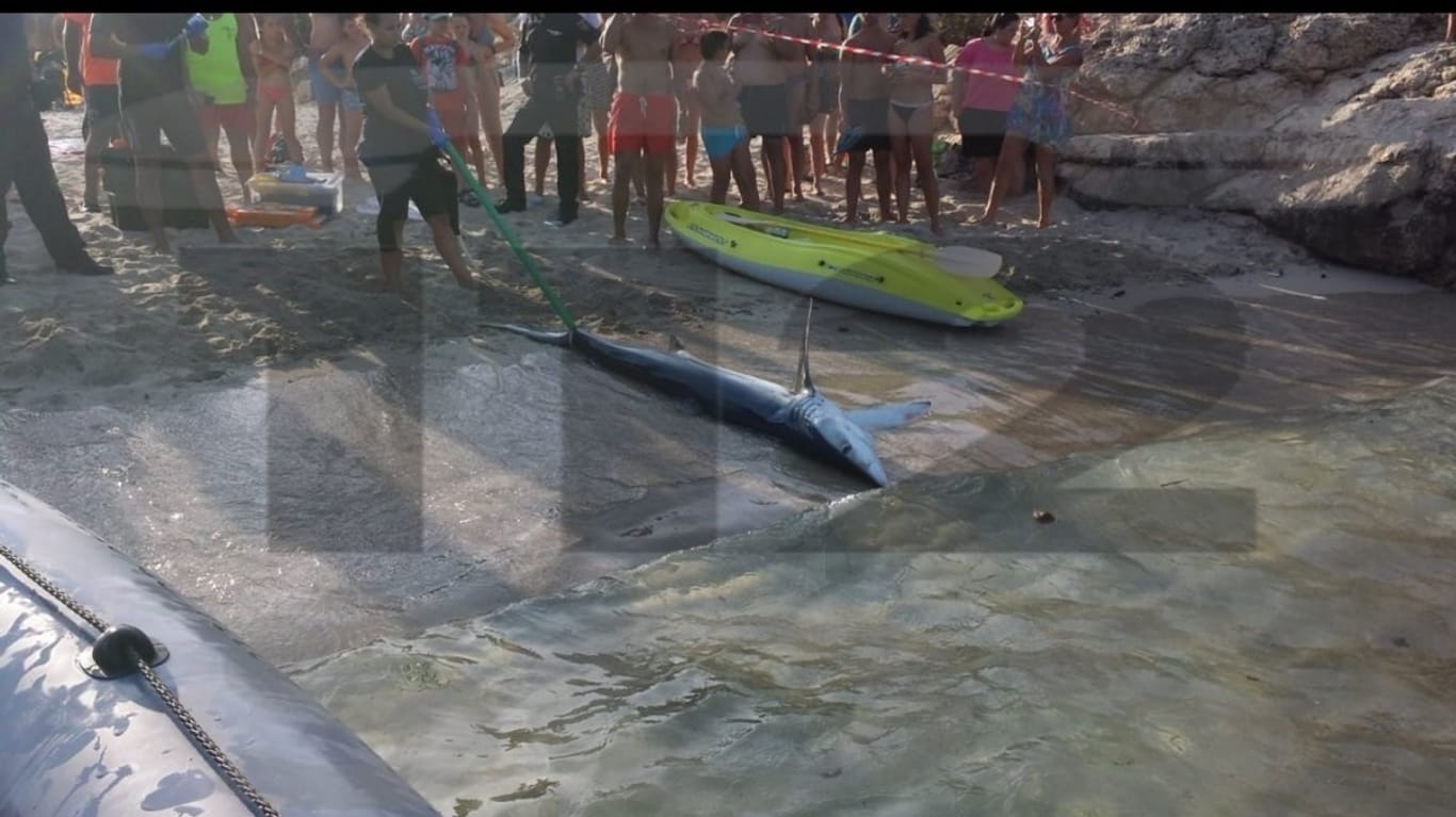 Blauhai verirrt in Bucht auf Mallorca: Badegäste beobachten wie Rettungskräfte das Tier aus dem Wasser ziehen.