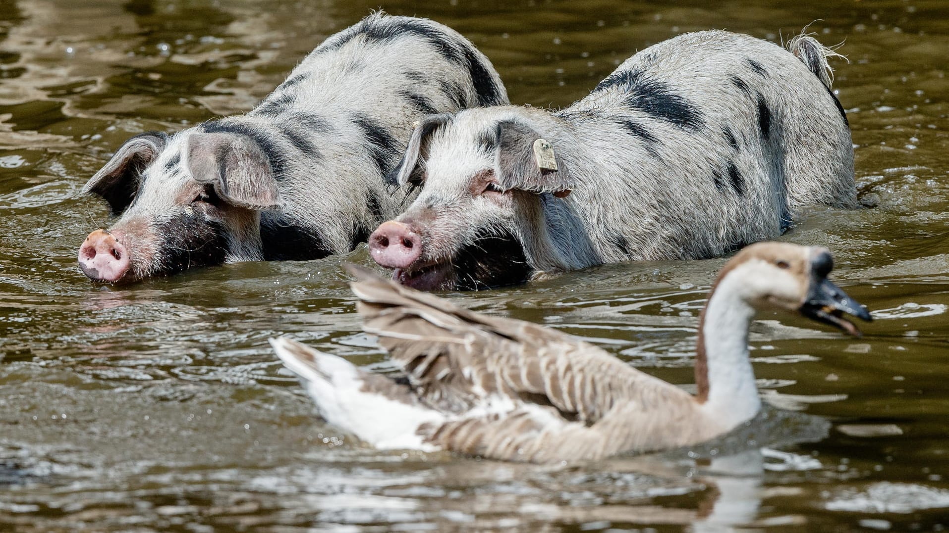 04.08.2018, Schleswig-Holstein, Warder: Die beiden Turopoljeschweine Trudi und Ludwig schwimmen in einem See des Tierparks Arche Warder: Die Temperaturen in der Nordhälfte dürften in den nächsten Tagen leichte Abkühlung bringen.