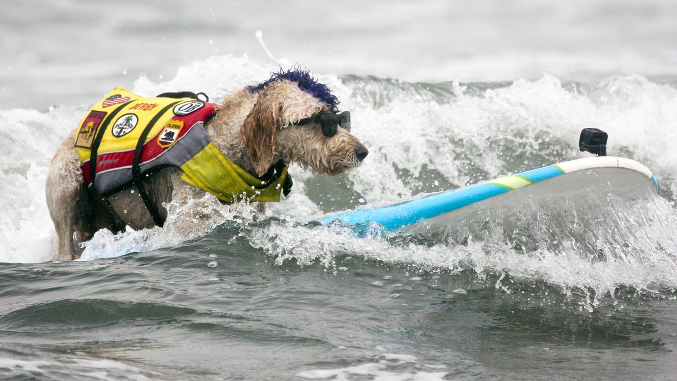 Der Goldendoodle Derby liegt auf dem Surfbrett: Zahlreiche große und kleine Hunde haben bei den "World Dog Surfing Championships" nahe San Francisco teilgenommen.