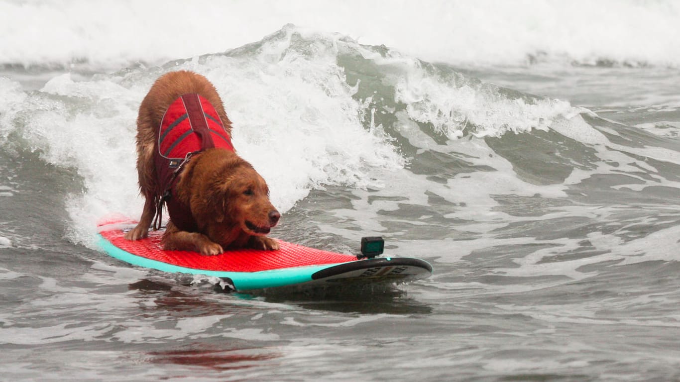 Der Golden Retriever Kalani steht auf dem Surfbrett: Die zehn Jahre alte Hündin surft seit dem sie acht Monate alt ist.