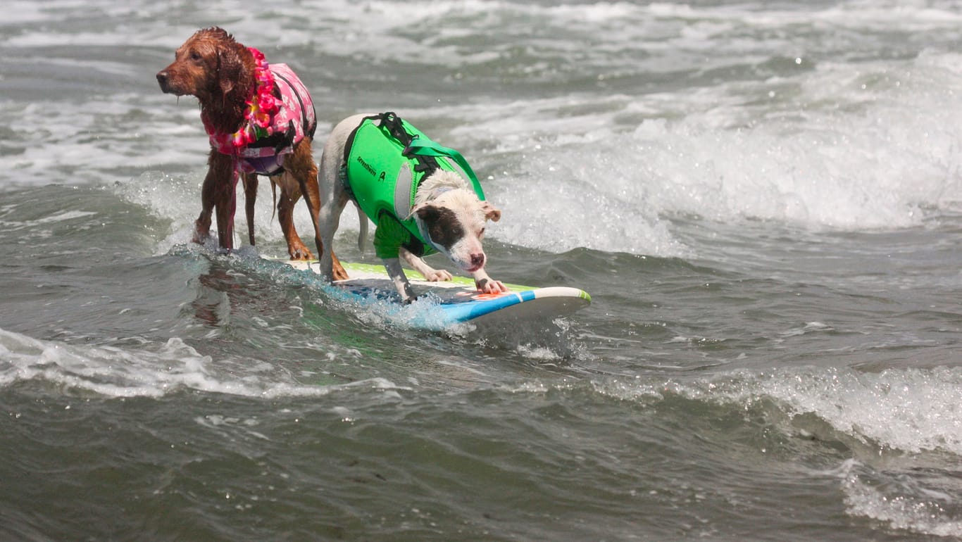Der American Pit Bull Terrier Faith (r.) und Golden Retriever Kalani surfen gemeinsam: Bei den "World Dog Surfing Championships" werden nicht nur Höhe der Welle und das Outfit bewertet, sondern Juroren schauen auch darauf, ob die Hunde Spaß am Surfen haben.