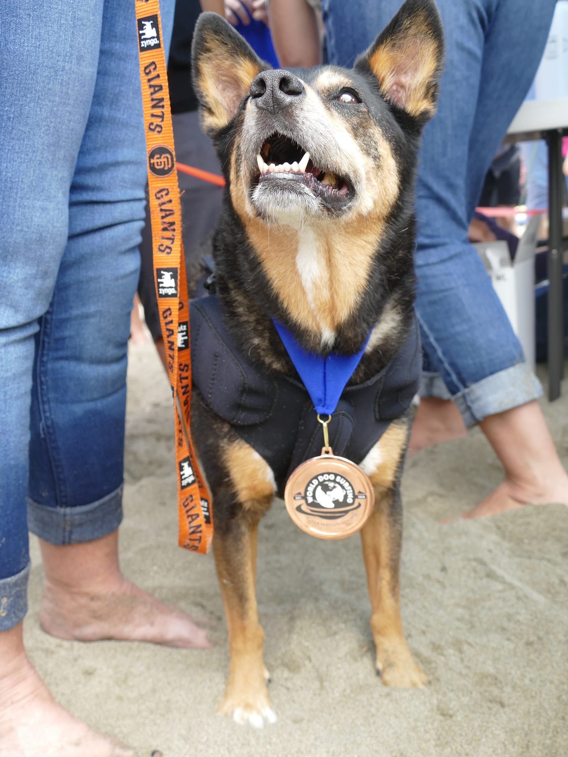 Die in der Hundesurfer-Szene bekannte Hündin "Surfdog Abbie" trägt die Bronze-Medaille in der Kategorie Mittelgrosser Hund: Das Herrchen der Favoritin war durch einen verletzten Zeh nicht in Bestform.