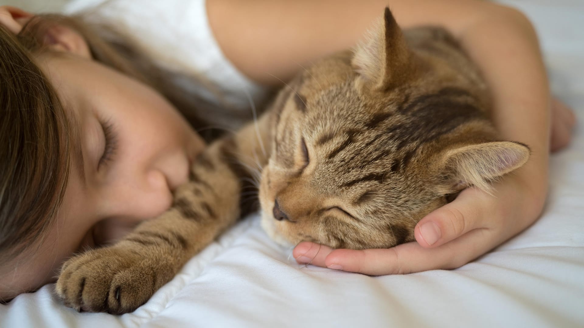 Katze im Bett: In rund jedem fünften Haushalt ist eine Katze zu Hause.