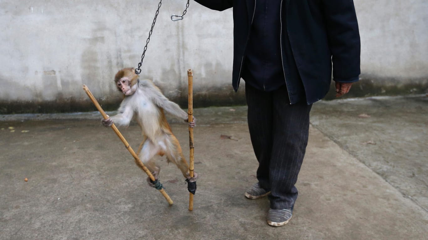 Affe und Trainer: Die meisten Tiere werden mit Bestrafung erzogen.
