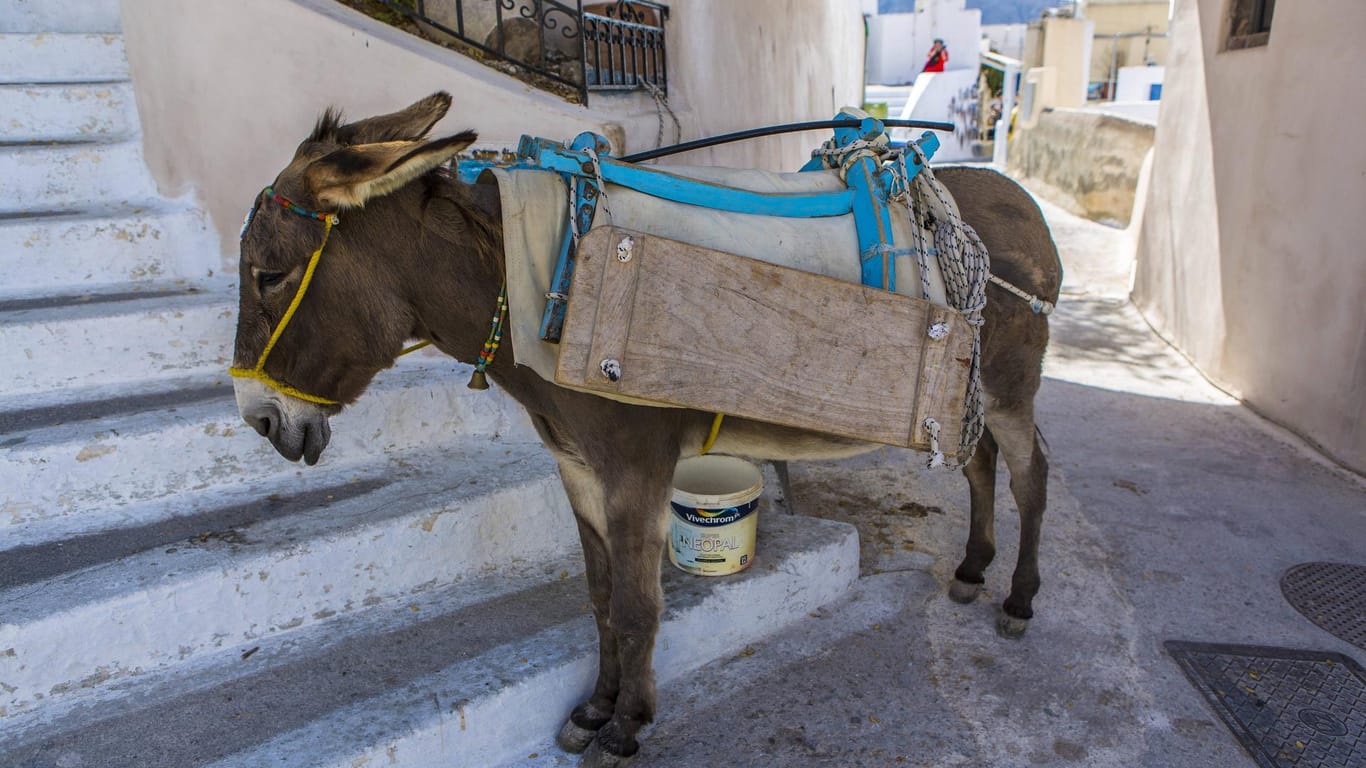 Esel in Pyrgos Pyrgos: