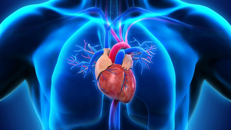 Herz-Kreislauf-Erkrankungen erkennen: Sobald die Herzzellen geschädigt sind, wandert ein Eiweißbestandteil ins Blut.