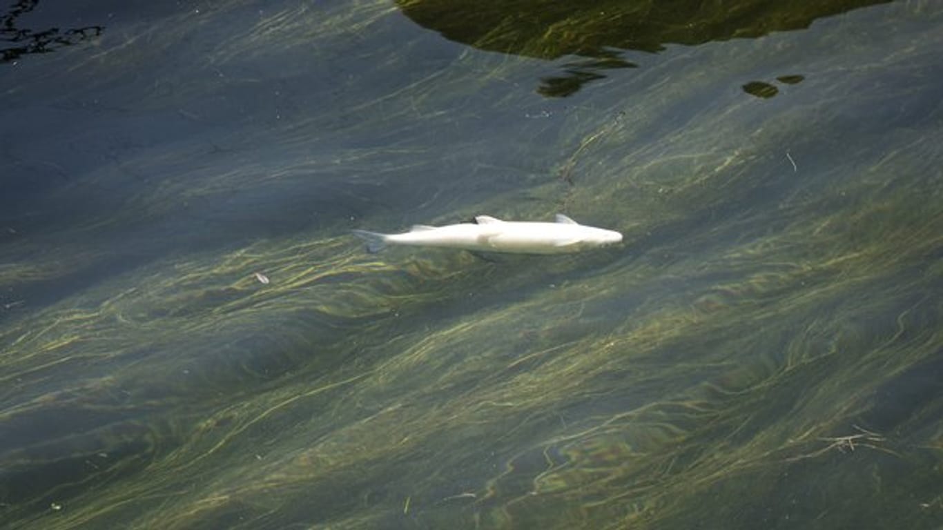 Ein toter Fisch (Äsche) treibt auf der Wasseroberfläche des Rheins bei Schaffhausen.
