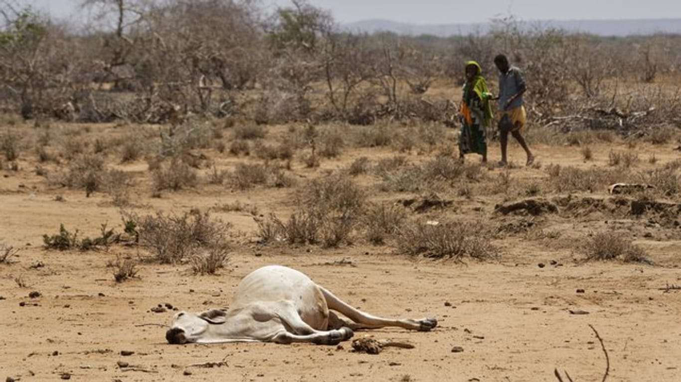 Dorfbewohner gehen in Kenia an der Grenze zu Äthiopien am Kadaver eines Rindes vorbei.
